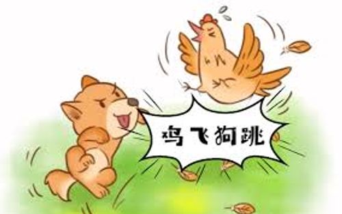 Kê phi cẩu khiêu