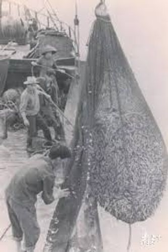 Nhất võng đả tận
