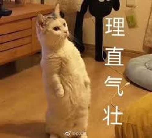 Lí trực khí tráng