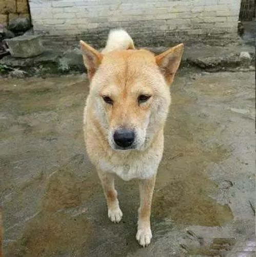Đông môn hoàng khuyển