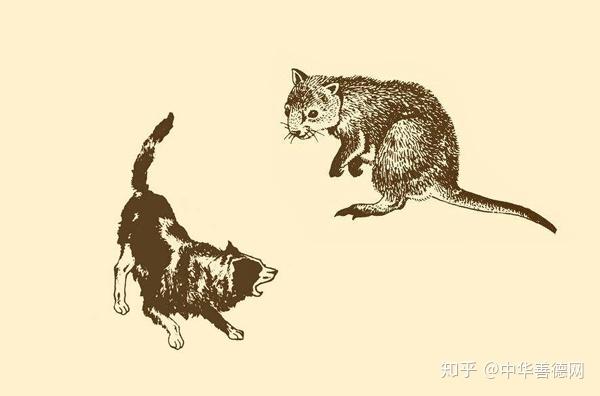 Xã thử mãnh cẩu